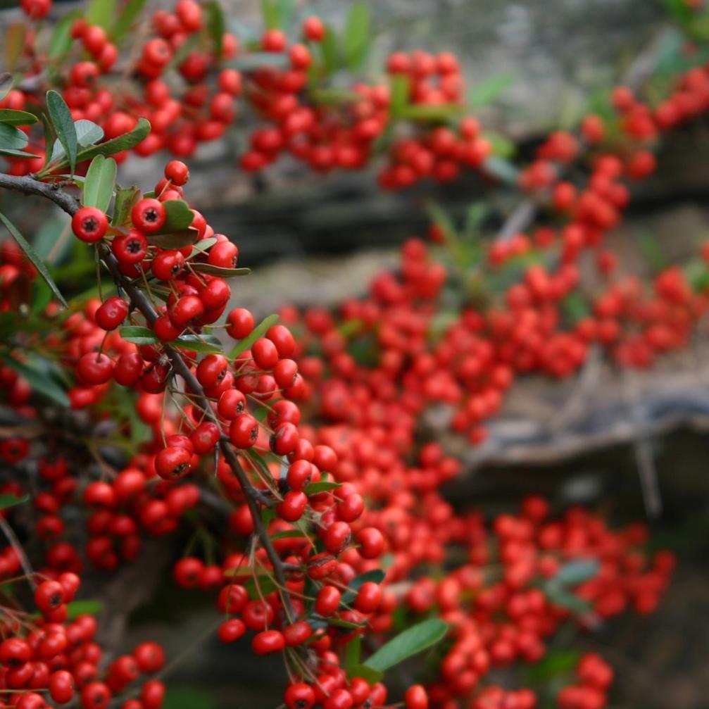 Cabanas Pyracantha إيسكيل المظهر الخارجي الصورة